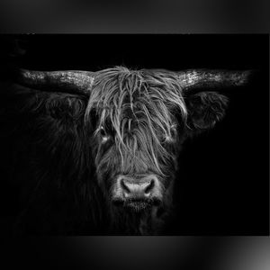 Highland Cow Art Print- 8.5”x11” - Black & White